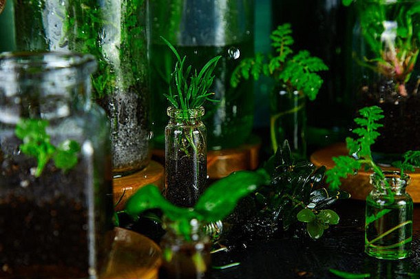 迷你玻璃花瓶瓶绿色叶子植物湿水下降园艺春天概念储蓄环境概念雨