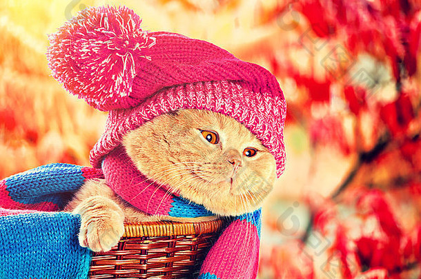 肖像猫穿针织他绒球围巾花园秋天