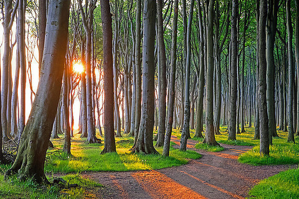 日出树森林