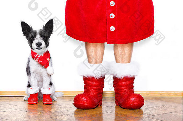 有趣的圣诞节圣诞老人老人贵宾犬狗孤立的白色背景红色的靴子假期等待坐着走