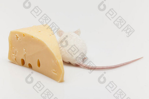 白色鼠标攀爬一块奶酪
