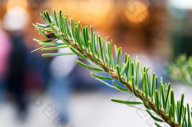 图片分支针叶树圣诞节市场