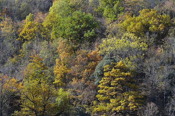明亮的秋天颜色山毛榉橡木森林安吉亚诺里奥哈北部西班牙