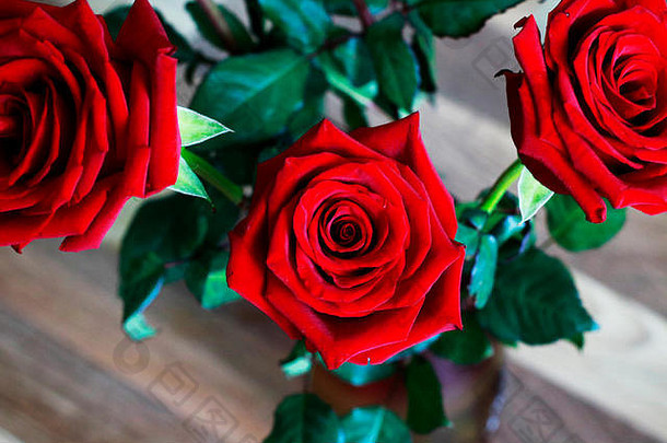 黑暗红色的Ruby玫瑰群绿色叶子长途跋涉背景关闭视图前视图美丽的巴德红色的玫瑰快乐情人节一天婚礼爱