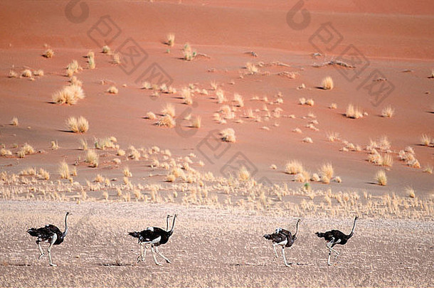 鸵鸟stuthioCamelus运行沙漠景观