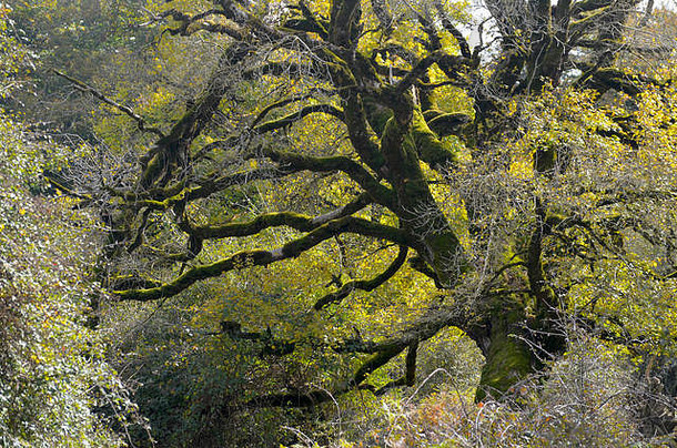 欧洲山毛榉水青冈属sylvatica树塞拉乌尔巴萨-安迪亚自然公园纳瓦拉北部伊比利亚半岛