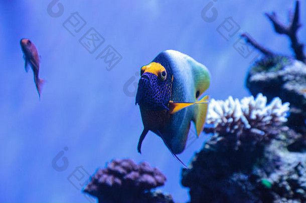 蓝色的面对神仙鱼波马坎图斯黄原黄酮珊瑚礁