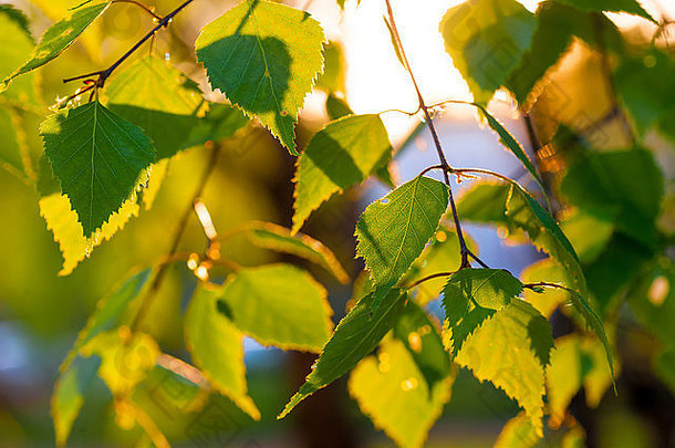 新鲜的桦木叶子太阳能梁特写镜头