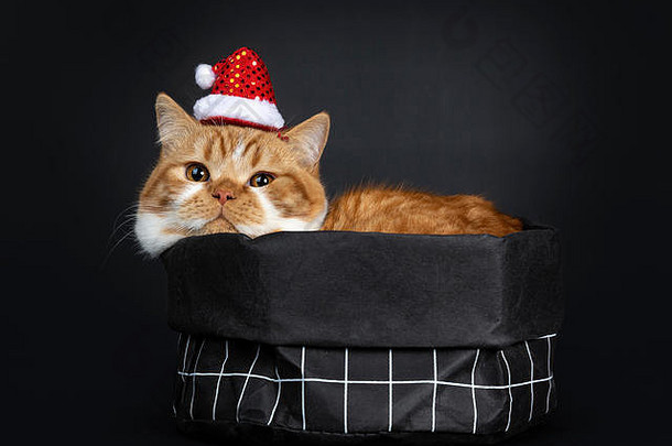 可爱的年轻人红色的虎斑白色英国短毛猫猫小猫铺设纸袋头边缘圣诞节他镜头人
