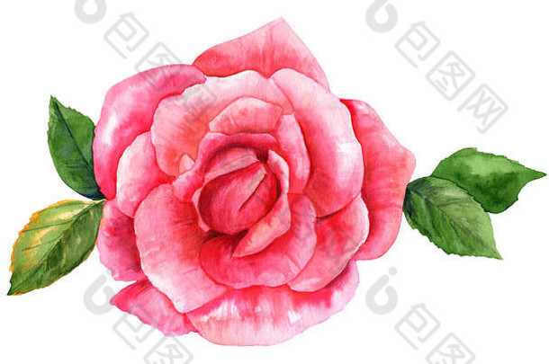 水彩粉红色的玫瑰画孤立的白色