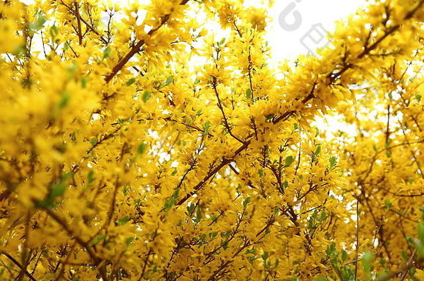 连翘美丽的灌木花朵早期春天黄色的长绿色叶子发布