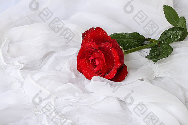红色的玫瑰水滴白色背景