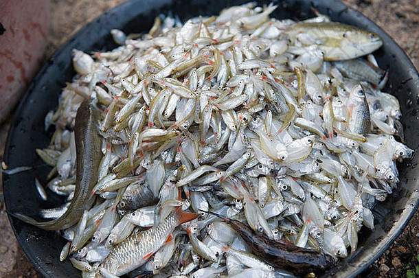桶新鲜的水鱼抓住了泰国渔夫家庭小小鱼吃