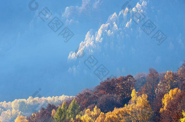 秋天有雾的山坡黄色的树叶桦木树