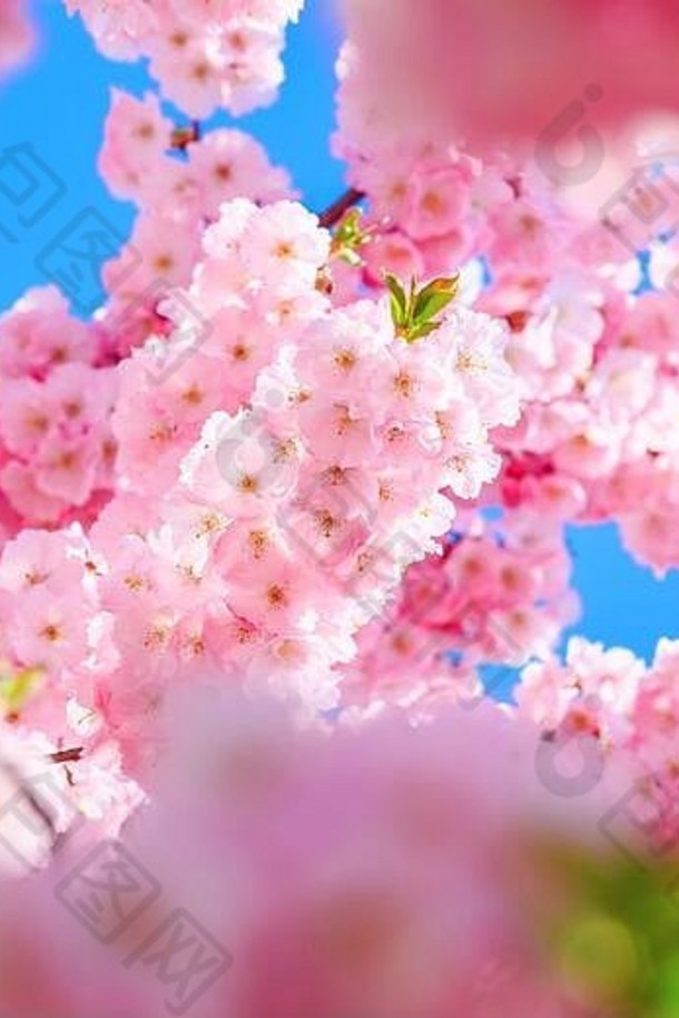 粉红色的花花朵春天