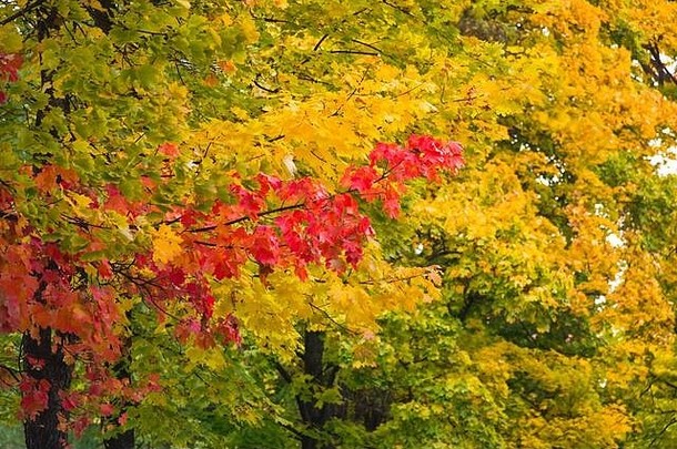枫木树黄色的红色的叶子秋天公园秋天<strong>主题</strong>