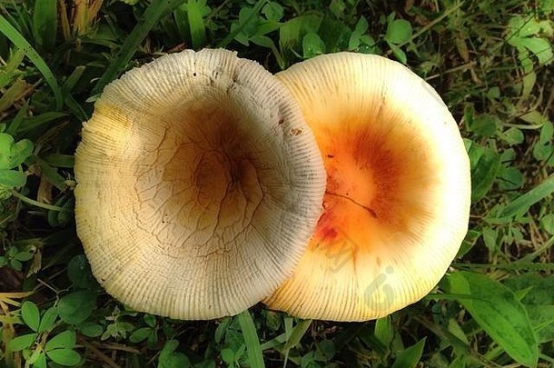 蘑菇年轻的