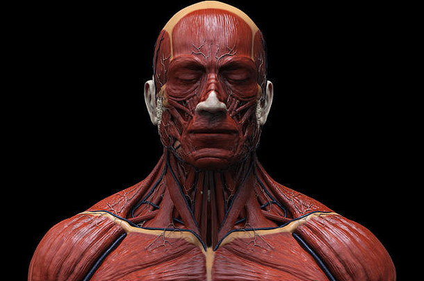 人类身体解剖学肌肉解剖学脸脖子胸部医疗图像参考人类解剖学现实的渲染背景