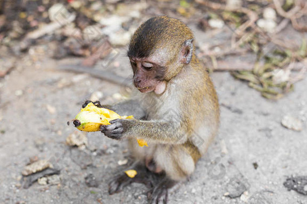 猴子坐在吃<strong>香蕉</strong>