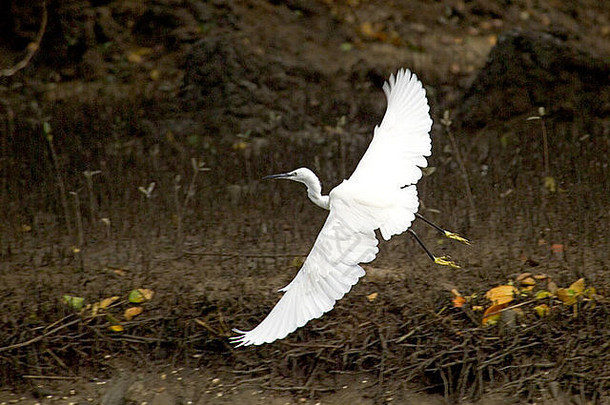 孤独的伟大的白鹭ardea阿尔芭又名伟大的白色常见的白鹭未来土地