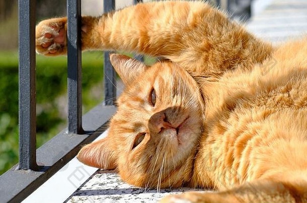红色的猫放松阳台