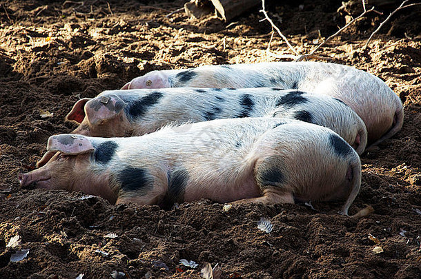 猪睡觉幸福的太阳农场