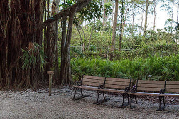长椅榕树树热带榕属植物当值厚根衬里热带路径南部佛罗里达