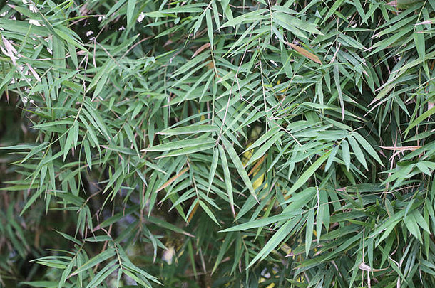 竹子树花园设计背景