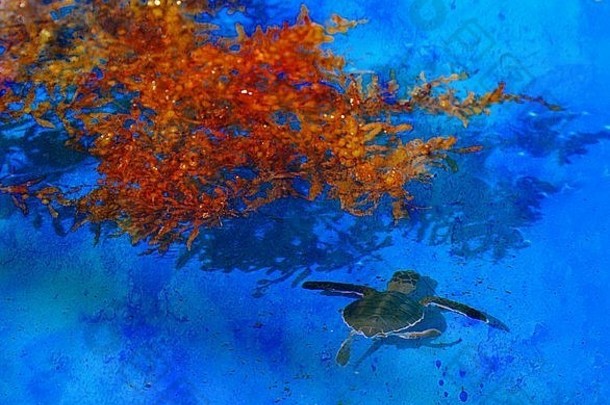 笨蛋乌龟人工孵化的游泳