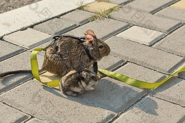 啮齿动物智利德古松鼠仓鼠坐着人行道上向前