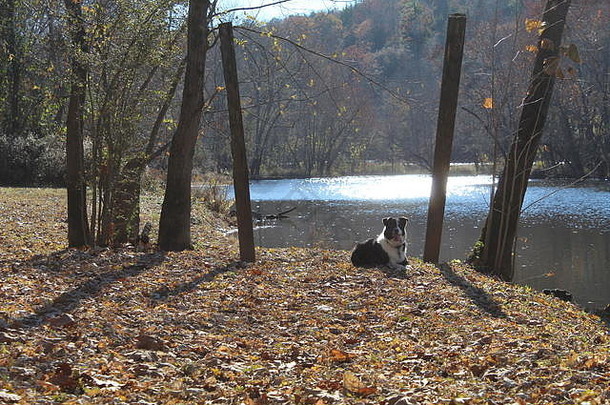 边境牧羊犬摆姿势秋天风景