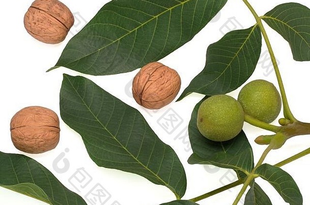 生绿色水果常见的胡桃木分支去皮