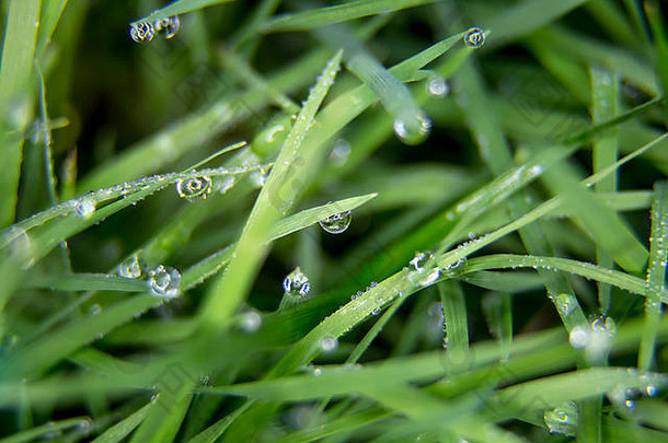 宏关闭水露水滴叶片小麦草草抗氧化剂饮食图像描述了自然健康