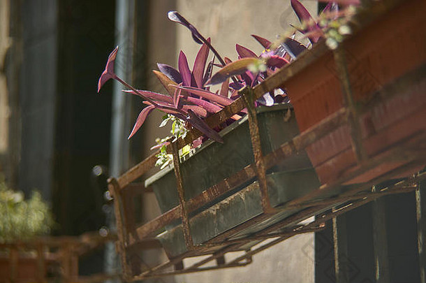 盘淡紫色花