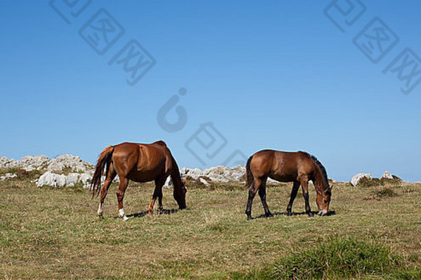 马放牧山新Llanes西班牙