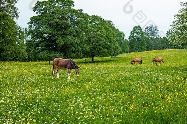 野生免费的马放牧瑞士发誓阿尔卑斯山脉夏天