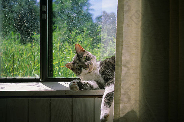 猫窗口窗台上