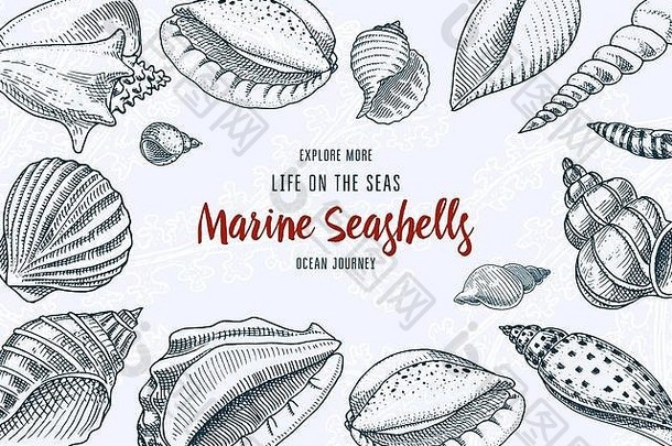 贝壳背景Mollusca形式海生物刻手画草图古董风格航海海洋怪物食物动物海洋