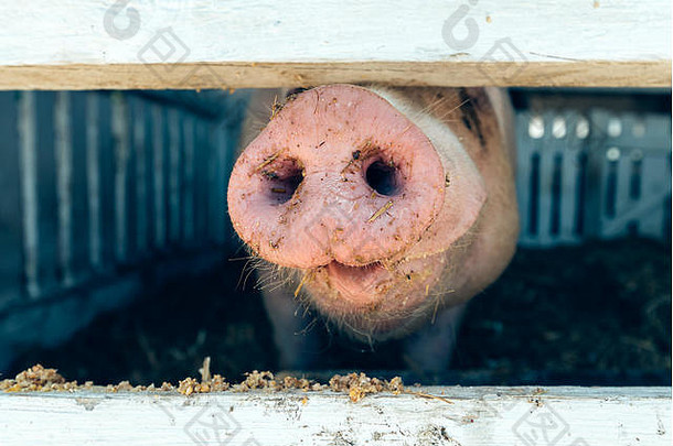 猪鼻子<strong>脏乱</strong>的地方关闭有趣的图像国内动物牲畜农场