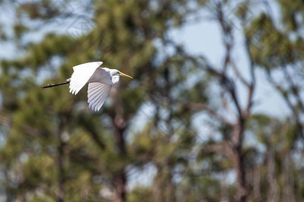 飞行伟大的白鹭鸟ardea阿尔芭沼泽那不勒斯佛罗里达