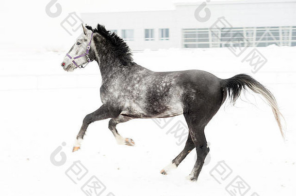 安达卢西亚人受过严格训练的灰色的马冬天场运动背景托儿所五彩缤纷的水平图像在户外