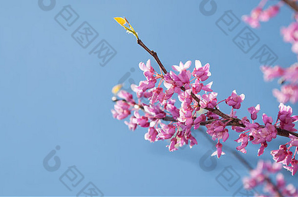 东部紫荆属植物树cersis黄花才华横溢的粉红色的花早....阳光蓝色的天空
