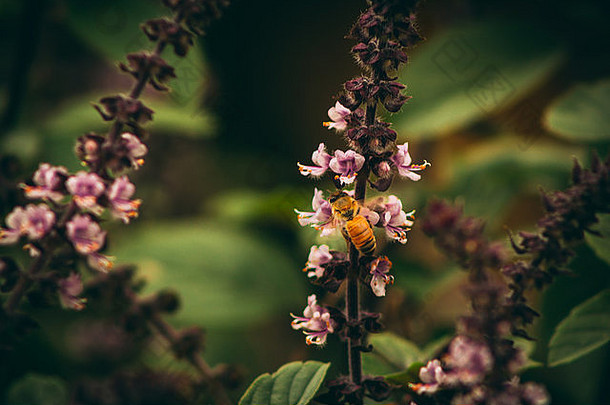 蜂蜜蜜蜂吃零食花粉泰国罗勒植物马诺谷花园夏威夷