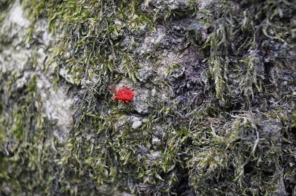红色的天鹅绒甲虫螨树树皮
