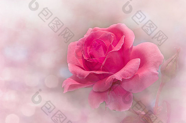 <strong>梦</strong>幻图像发光的粉红色的玫瑰花园