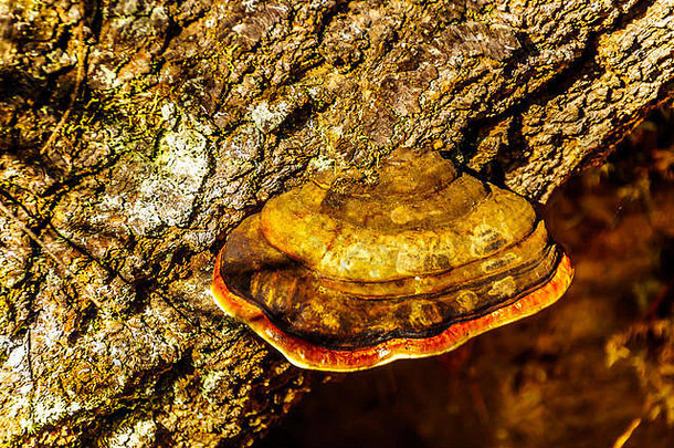 大红色的系上腰带支架<strong>真菌</strong>树徒步旅行小道斯蒂克塔瀑布井灰色的省公园英国哥伦比亚加拿大