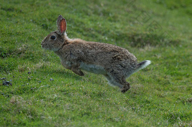 兔子oryctolagus地道喂养草设得兰群岛苏格兰