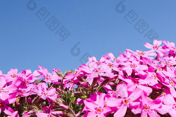 美丽的粉红色的花夹竹桃春天蓝色的天空