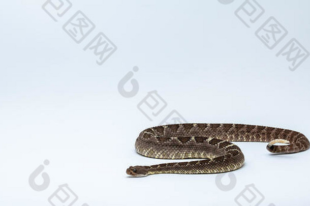 亚利桑那州黑色的响尾蛇孤立的背景crotalus冥府守门狗