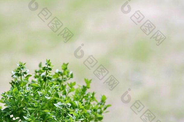 新鲜的绿色叶子三叶草甜蜜的罗勒自然绿色背景巴西利库姆罗勒属